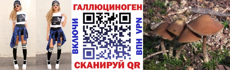 наркошоп Сураж Галлюциногенные грибы Psilocybine cubensis